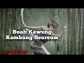 Download Lagu Lagu Pop Sunda Lawas (Buah Kawung) ~ Lagu Sunda Terpopuler