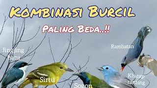 Download Suara Pikat Burcil Kombinasi Paling Beda MP3