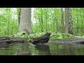 BIRD BATH CAMERA. Birds at a watering in the spring forest.