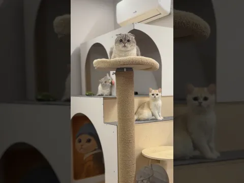 Лелик и Юки🐱