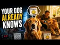 Why Your Dog Knows It Is Saturday The Answer Is Not What You Expect