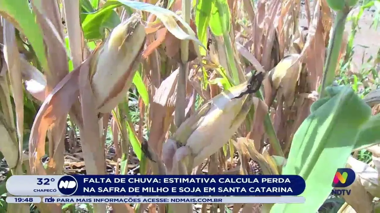 Falta de Chuva: estimativa calcula perda na safra de milho e soja em Santa Catarina