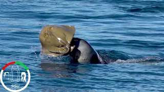 #88 RARE Mediterranean MONK SEAL feeding on a STINGRAY SISU Sailing Turkey | Leopard 45 Catamaran