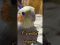 Download Lagu Siulan Burung falk #burungkicaudialamliar #birds