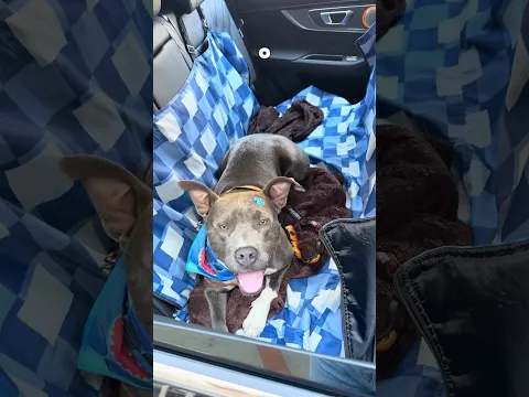 O pé na estrada o Pit Pit vai botar 🩶🚗 Lá vai ele pro novo lar 😍 #cachorro #cachorros #pitbull