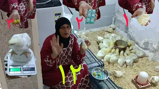 ٣ مكونات ضد الحر وسخونيه جسم الفراخ البيضه شكل الفرخ كده البقاء لله 