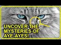 Unveiling the Secret World of Aye-Ayes Madagascar s Most Mysterious Primates