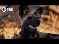 How Wild Dogs Recover from Broken Hearts