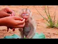 Download Lagu The Poor baby monkey couldn't open his eyes. He was eating the fruit I gave him.