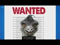 Eno the emu on the loose in North Carolina