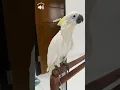 Download Lagu Smart Talking Baby Yellow Crested Cockatoo [ Anakan Burung Kakatua Jambul Kuning Pintar Ngomong ]