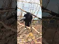Download Lagu Gagak ~ kicauan burung ~ Pelajari Suara Gagak. Suara Gagak