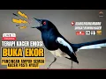 Download Lagu 🛑MASTERAN KACER FULL ISIAN‼️ ROLL SPEED RAPAT PANCINGAN AMPUH BUAT KACER LAIN AUTO RESPON‼️LIVE🎞️