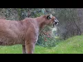 Download Lagu The Powerful Puma Screams!