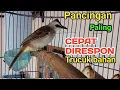 Lagu Pancingan trucukan BETINA MEMANGGIL JANTAN ampuh untuk trucuk BAHAN ombyokan agar Cepat bunyi