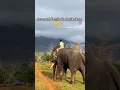Lagu Arjuna elephant last video #kannadashorts #shorts #arjunaelephant #abhimanyu