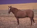 CABALLO VIEJO - SIMON DIAZ