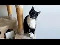 Download Lagu Cat plays guitar with his tongue - then hops off the stage to greet his fans