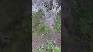 إزالة الأعشاب من تحت أشجار الزيتون 