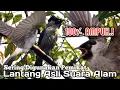 Download Lagu SUARA PIKAT BURUNG KUTILANG, SUARA JERNIH ASLI ALAM..