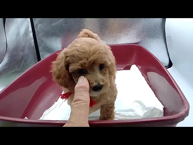 動画