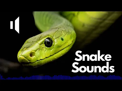 Download MP3 Snake Sound Effects (Hissing / Hiss) | No Copyright