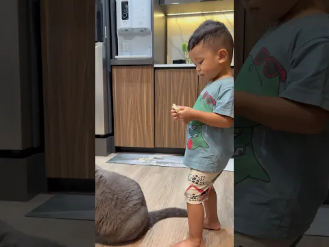 Kucing gendut minta makan kyle gak mau kasih makan