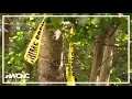 Salisbury Police searching for suspects after 2 shootings