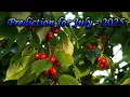 Download Lagu Prediction for July 2025 - A reading with crystal ball and Tarot