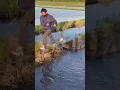 Download Lagu Tangkap ikan salmon di sawah jepang [sawah di jepang banyak sekali ikannya  ] #jepang #ikan  vart 28