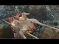 Download Lagu PELEPAH MANUK, Kuliner Penggugah Selera Khas NTT | RAGAM INDONESIA (03/01/20)