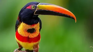 اسكني يانفس بالي والشجن من روائع الإنشاد اليمني 