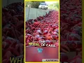 Download Lagu Crab🦀🐌 Bridges🛤 #youtubeshorts #australia