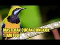 Lagu CUCAK CUNGKOK MASTERAN FULL 1 JAM (Masteran Burung)