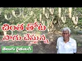 Download Lagu ఆరెకరాల్లో 300 చింత చెట్లు పెంచుతున్న | Tamarind Garden | రైతు బడి