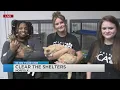 Norfolk SPCA has goal of 150 adoptions for August