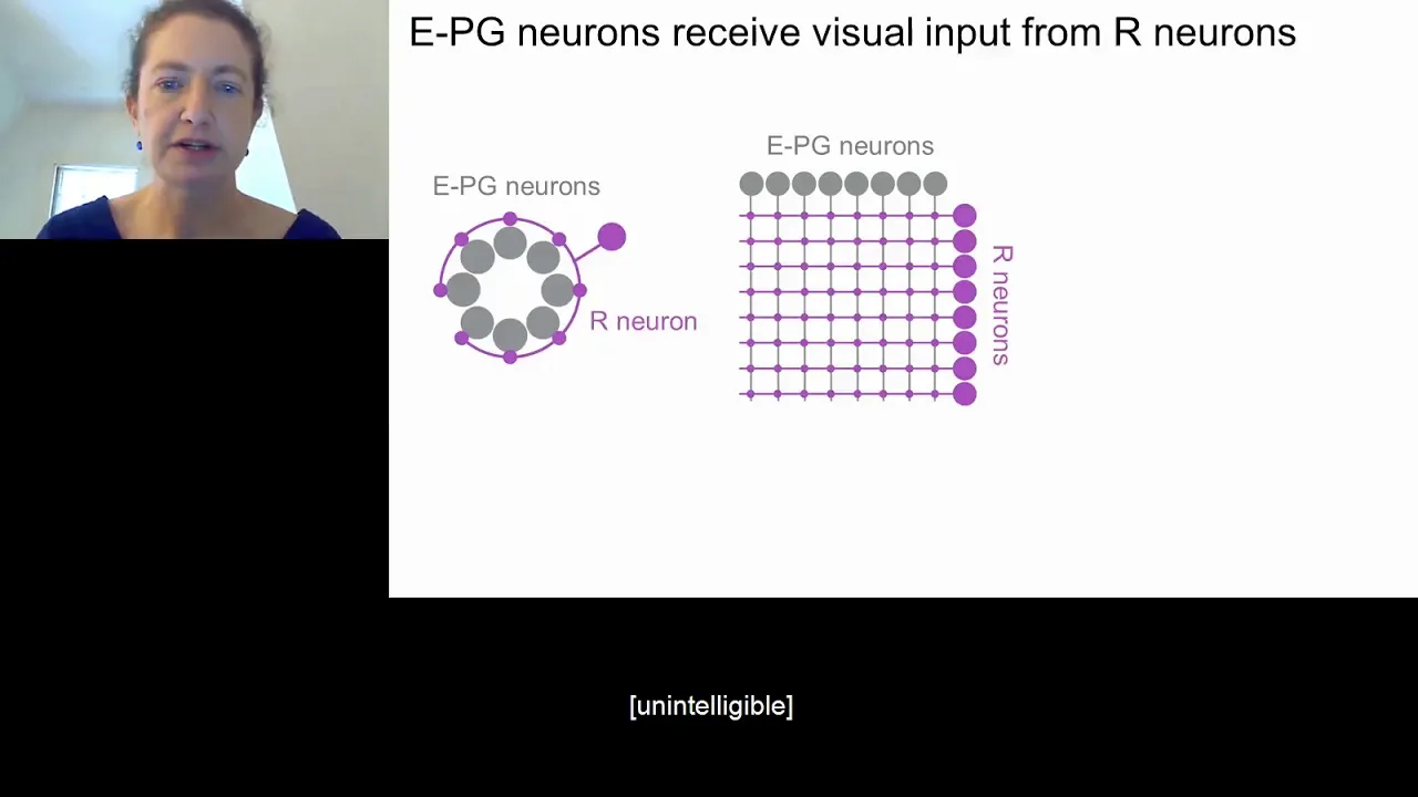 Neural Mechanisms of Navigation Behavior