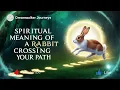 Spiritual Meaning of a Rabbit Crossing Your Path Luck New Beginnings Divine Messages