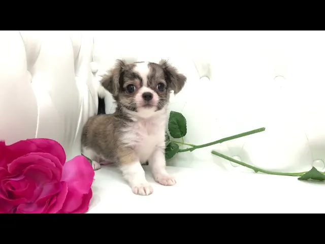 動画