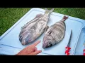 Bleeding Out Sheephead Any Difference How I Clean Them