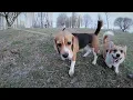 Corgi meets Beagle
