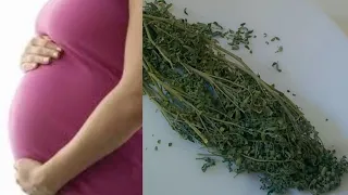 تجربتي مع عشبة الفيجل وفوائدها لتكيس و للحمل الطريقة الصحيحة للاست دندنها