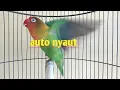 Download Lagu Lovebird jantan memanggil betina ampuh membuat lovebird anda jadi ngekek terus ||Pancingan lovebird