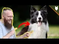 BEST PRODUCTS FOR YOUR BORDER COLLIE