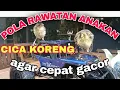 Lagu CARA MERAWAT CICA KORENG ANAKAN AGAR CEPAT GACOR