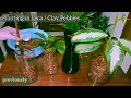 #83 How To Convert Indoor Plants to LECA (Clay Pebbles): A Semi-Hydroponic System | UPDATES