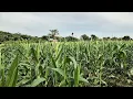 Download Lagu PERKEMBANGAN TANAMAN JAGUNG MANIS DI LAHAN KEBUN ASIAN SURVIVOR