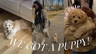 WE GOT A PUPPY MALTIPOO First 48 HOURS PUPPY PREP