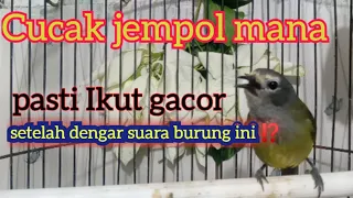 suara burung opior gacor atau juga cucak jempol ponirankwok