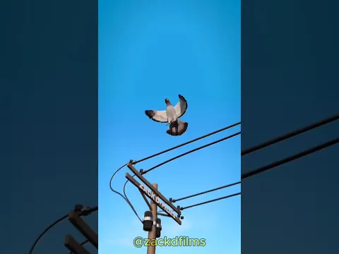 Why Birds Don't Get Electrocuted On Power Line in Hindi😨 || #shorts #birds #electricity